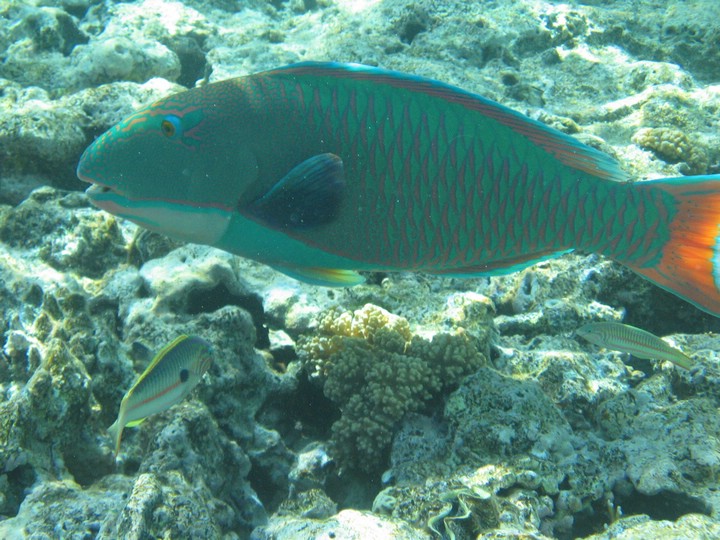 IMG_3471.JPG
