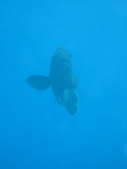 IMG_3781.JPG