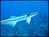 IMG_4068.JPG