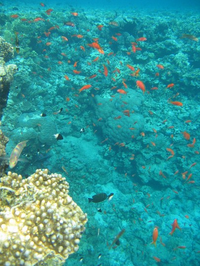 IMG_4184.JPG