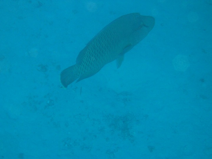 IMG_4227.JPG