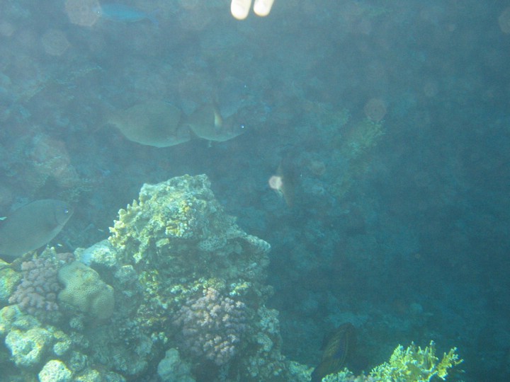 IMG_4229.JPG
