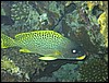 IMG_4170.JPG