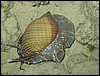IMG_4251.JPG