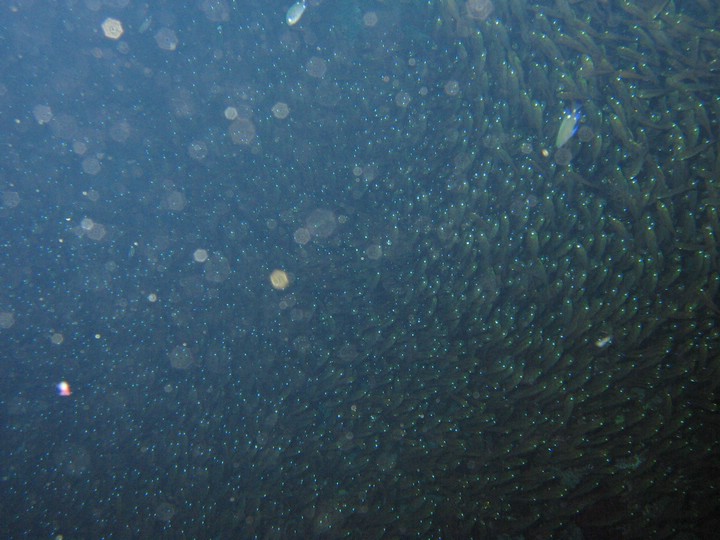 IMG_4430.JPG
