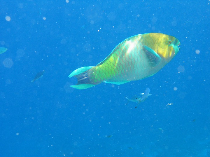 IMG_4445.JPG