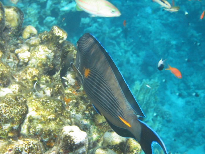 IMG_4452.JPG
