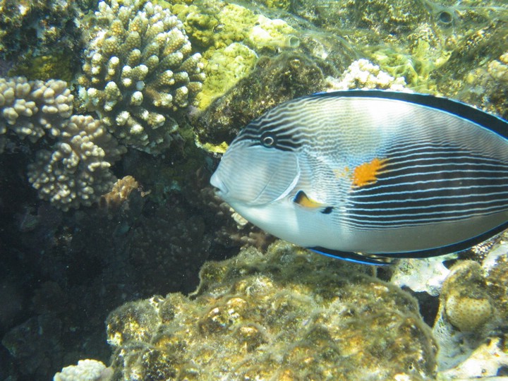 IMG_4454.JPG