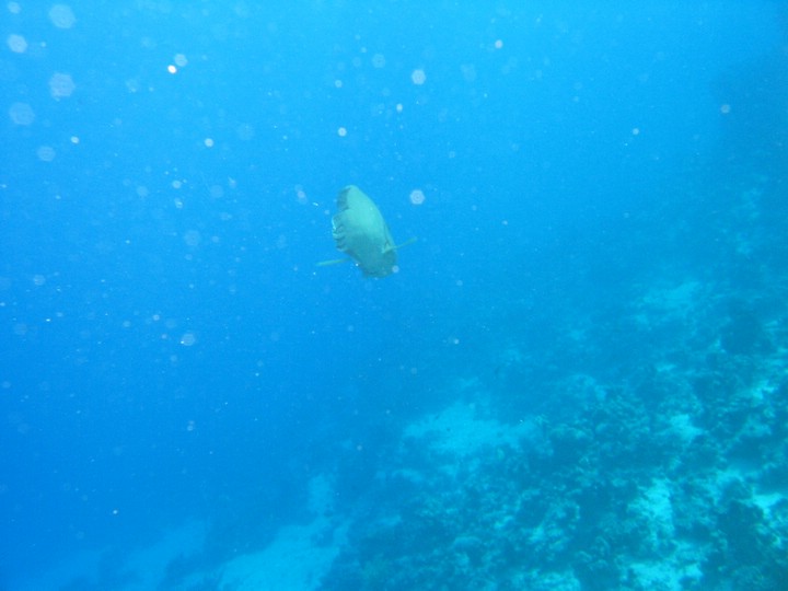 IMG_4461.JPG