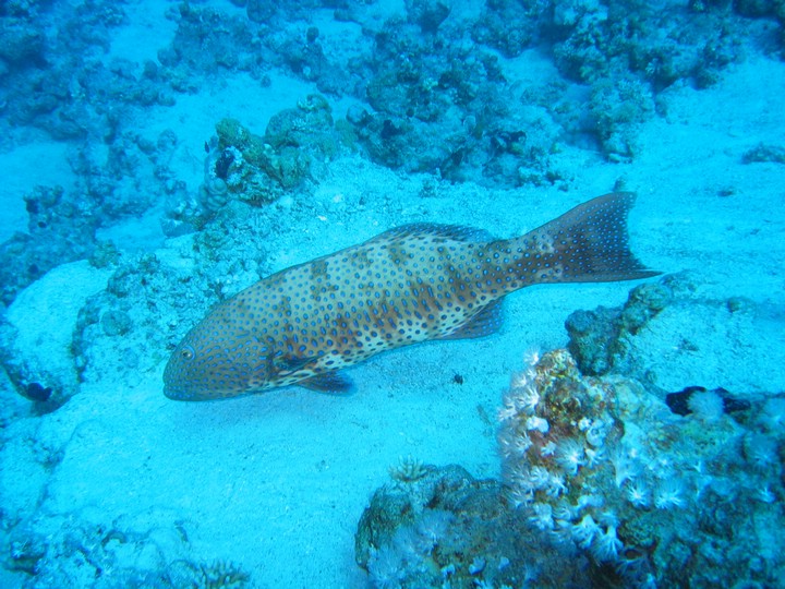 IMG_4500.JPG