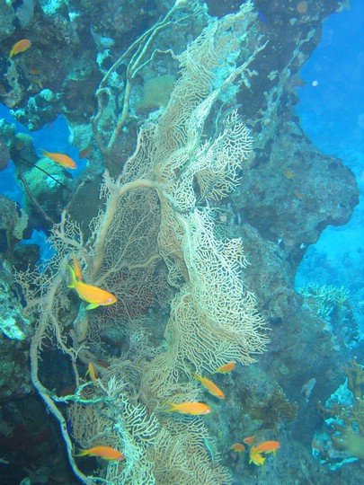 IMG_4534.JPG