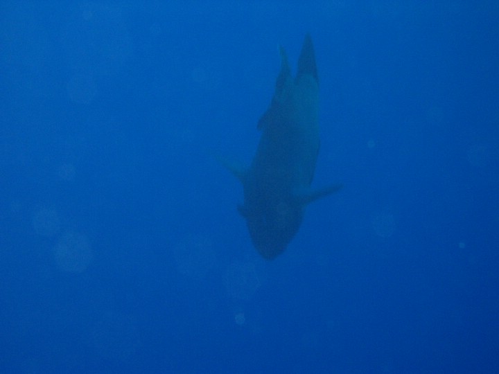 IMG_4576.JPG