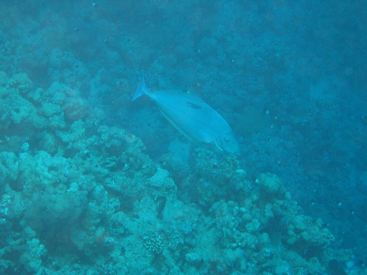 IMG_4599.JPG