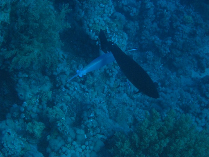IMG_4606.JPG