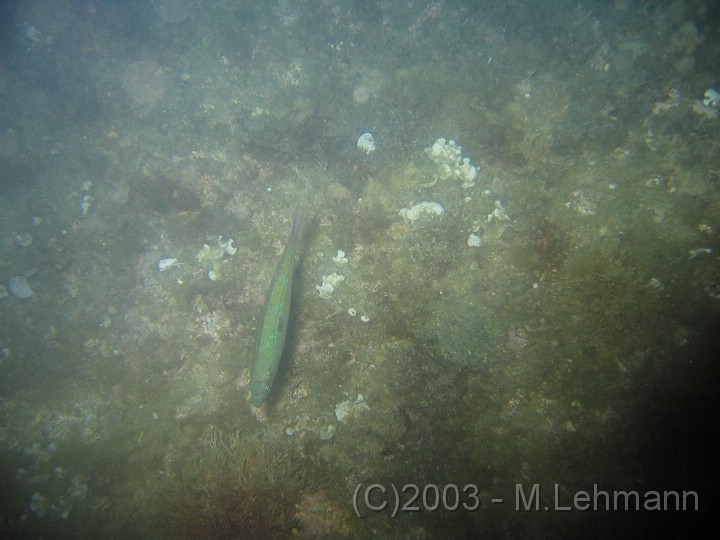 IMG_2385.JPG