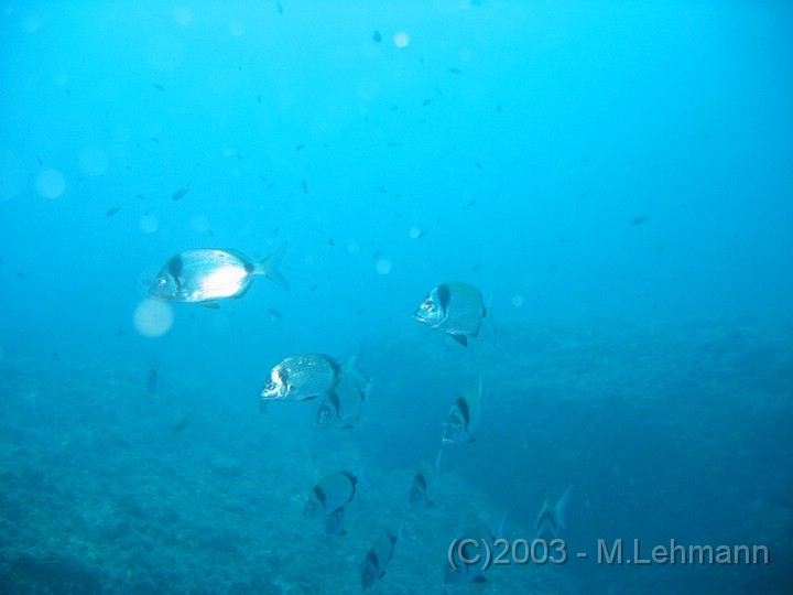 IMG_2842.JPG