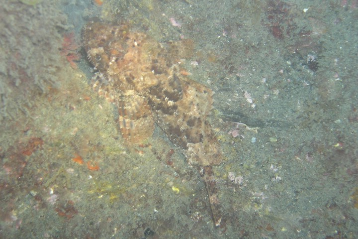 17-Scorfano.JPG