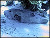 IMG_6101.JPG
