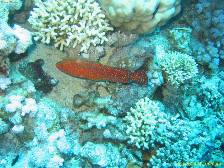IMG_6217.JPG