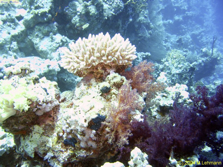 IMG_6353.JPG