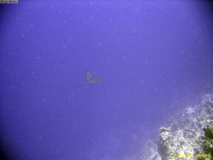 IMG_6356.JPG