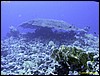 IMG_6520.JPG
