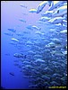 IMG_6525.JPG