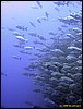 IMG_6526.JPG