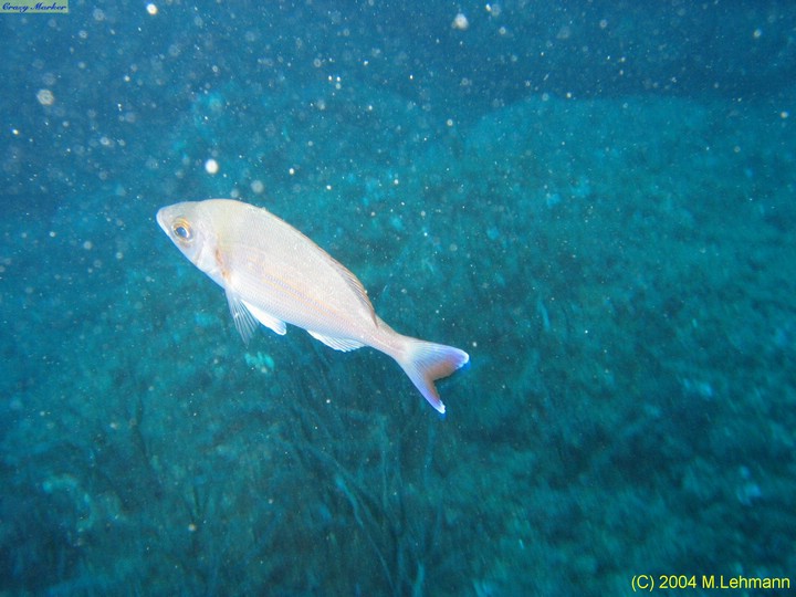 IMG_7326.JPG