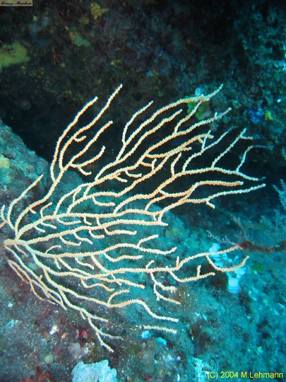IMG_7667.JPG