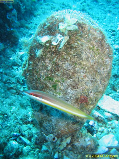 IMG_7728.JPG