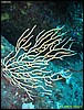 IMG_7667.JPG