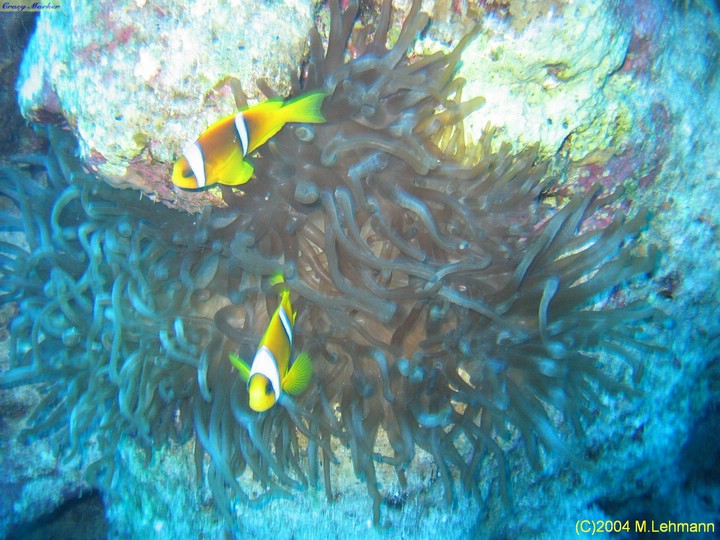 IMG_8460.JPG