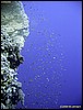 IMG_8503.JPG