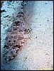 IMG_8581.JPG