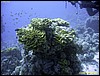 IMG_8588.JPG