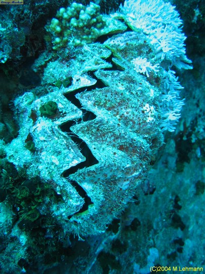 IMG_8781.JPG