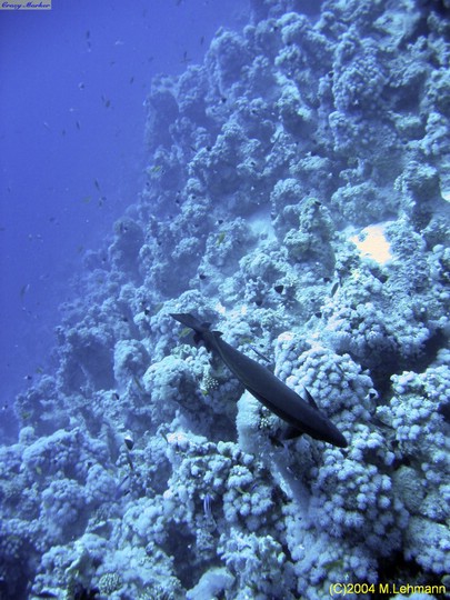 IMG_8938.JPG
