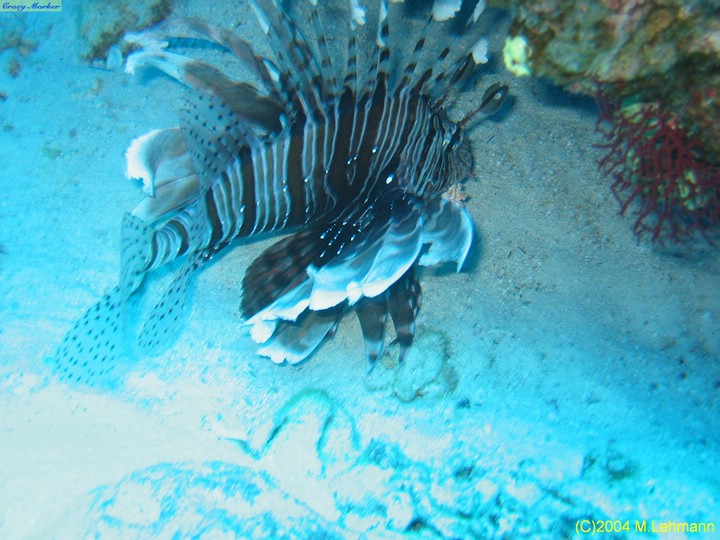 IMG_8951.JPG