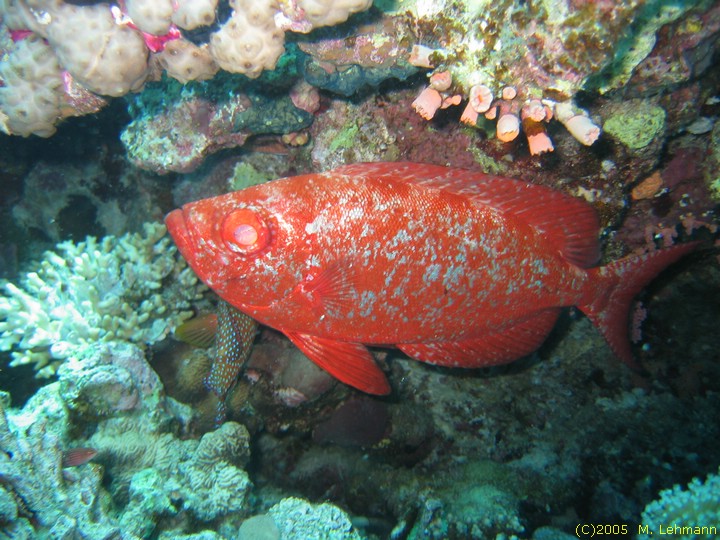 IMG_9596.JPG