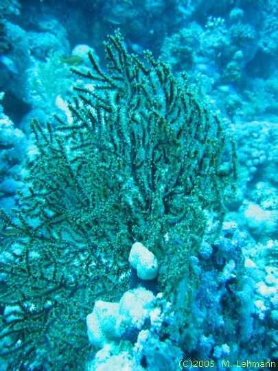 IMG_9606.JPG
