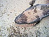 IMG_9586.JPG