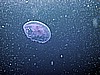 IMG_9631.JPG