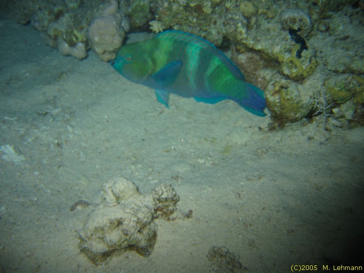 IMG_9793.JPG