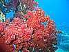 IMG_9752.JPG
