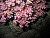 IMG_9773.JPG