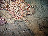 IMG_9785.JPG