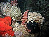 IMG_9787.JPG