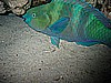 IMG_9794.JPG