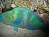 IMG_9795.JPG